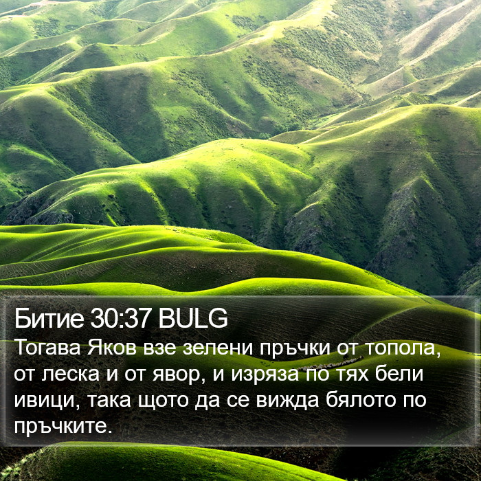 Битие 30:37 BULG Bible Study