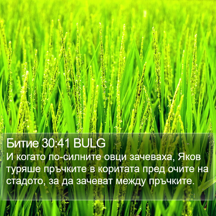 Битие 30:41 BULG Bible Study