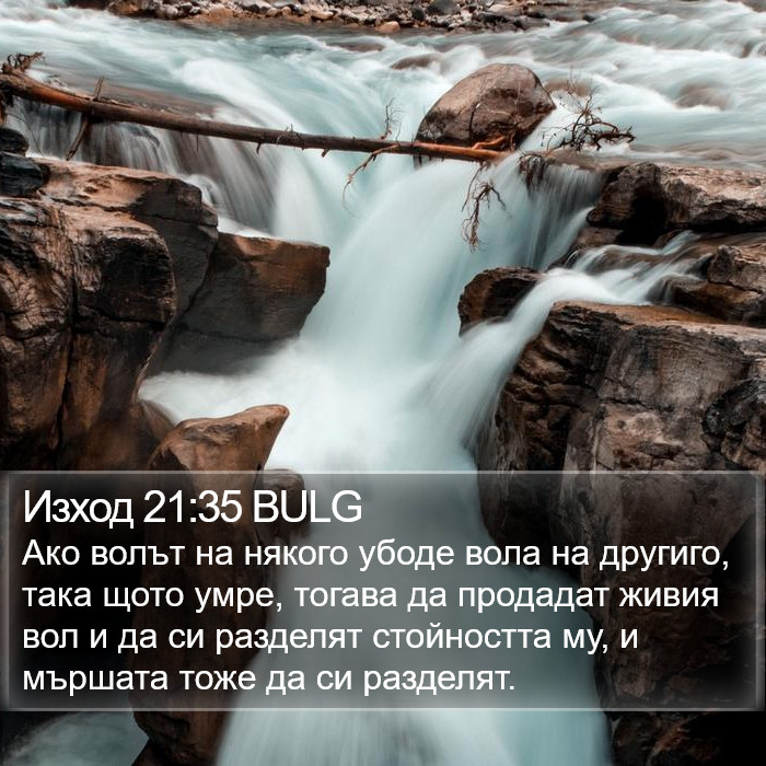 Изход 21:35 BULG Bible Study