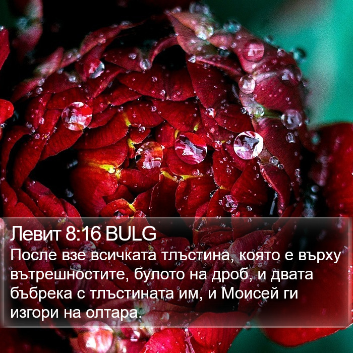 Левит 8:16 BULG Bible Study