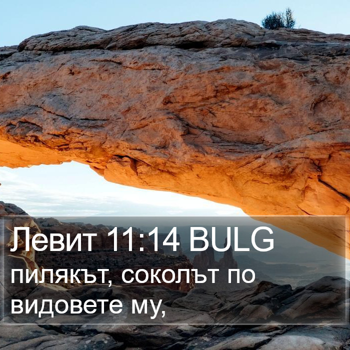 Левит 11:14 BULG Bible Study