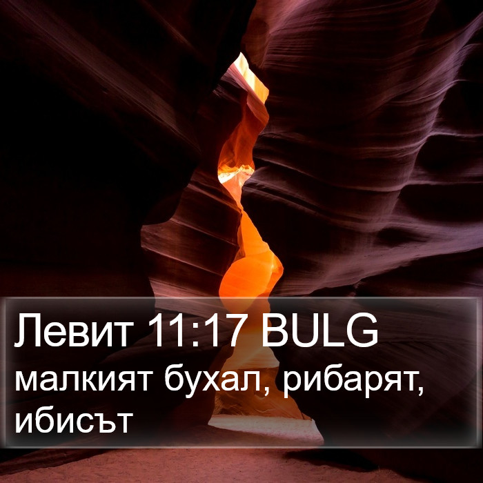 Левит 11:17 BULG Bible Study