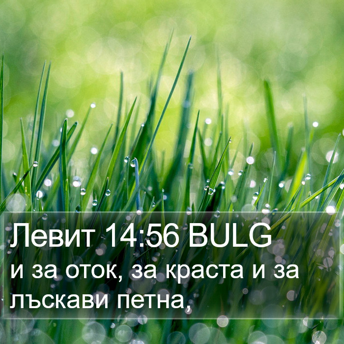 Левит 14:56 BULG Bible Study