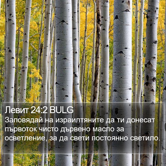 Левит 24:2 BULG Bible Study