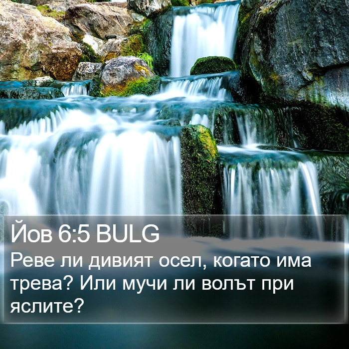 Йов 6:5 BULG Bible Study