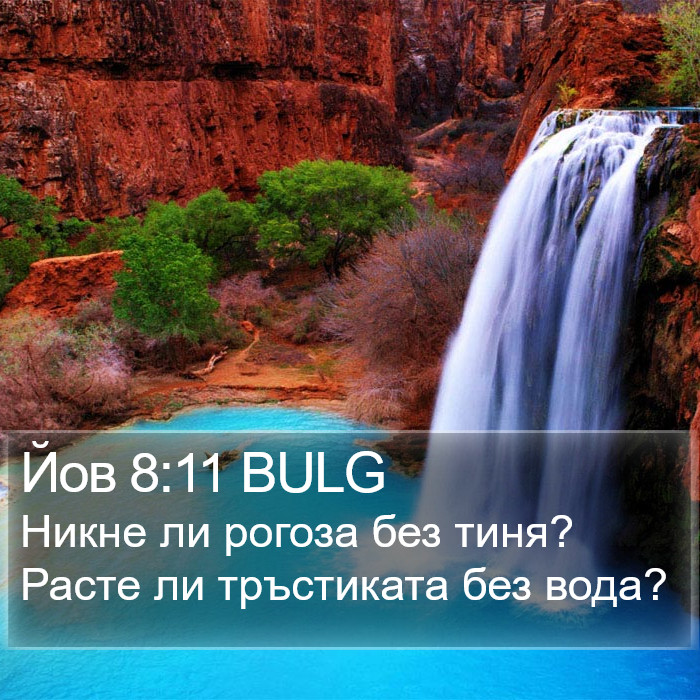 Йов 8:11 BULG Bible Study