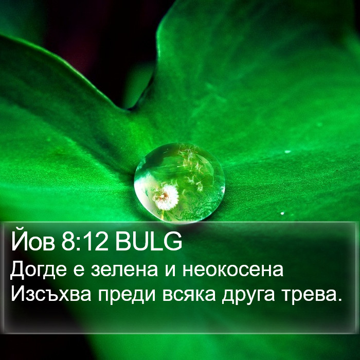 Йов 8:12 BULG Bible Study