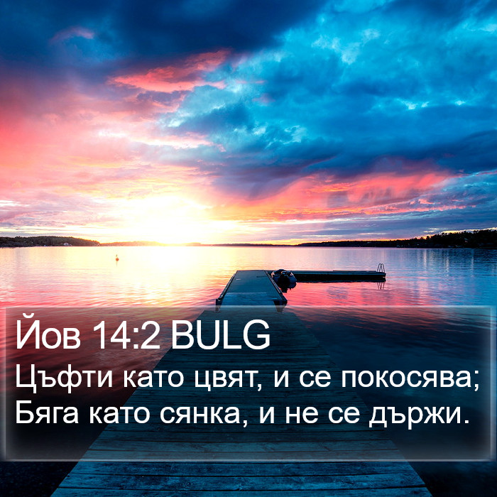 Йов 14:2 BULG Bible Study