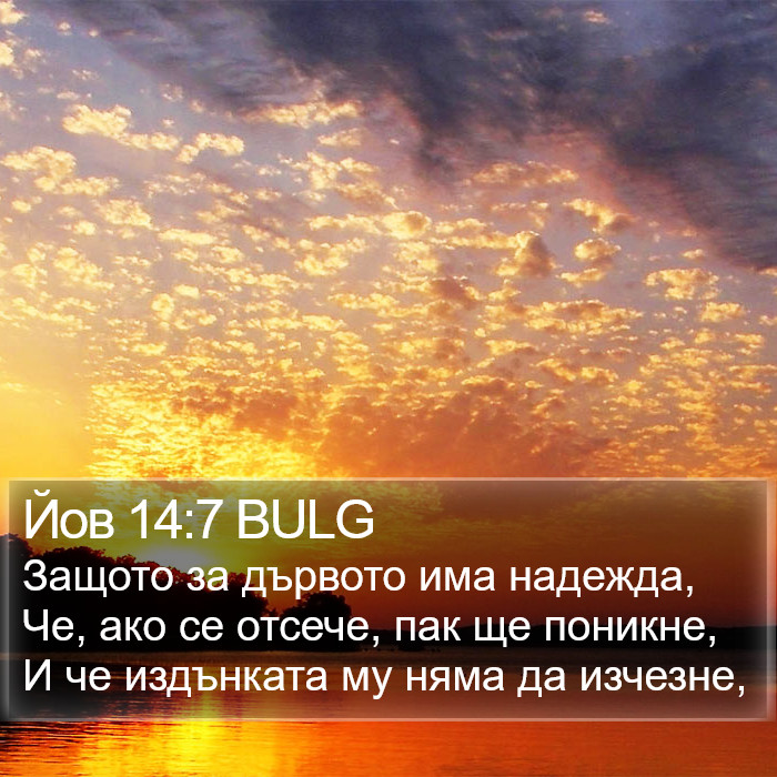 Йов 14:7 BULG Bible Study