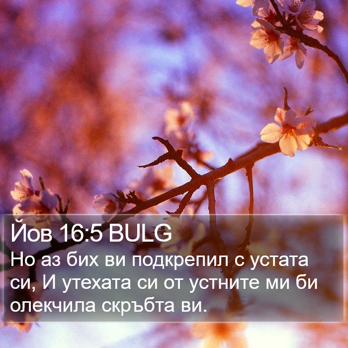 Йов 16:5 BULG Bible Study