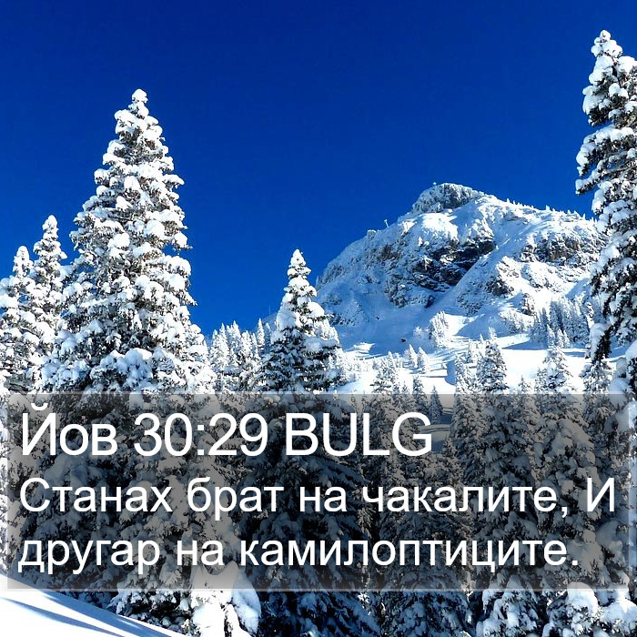 Йов 30:29 BULG Bible Study