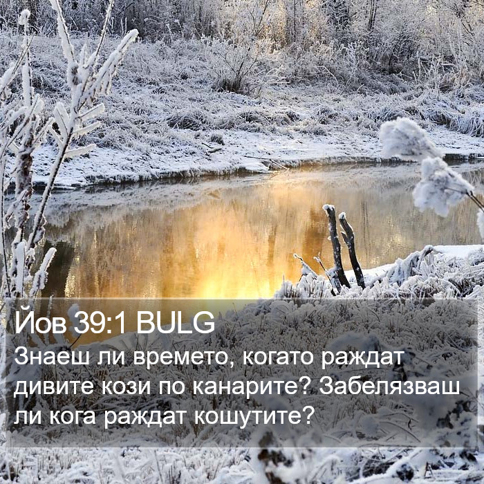 Йов 39:1 BULG Bible Study