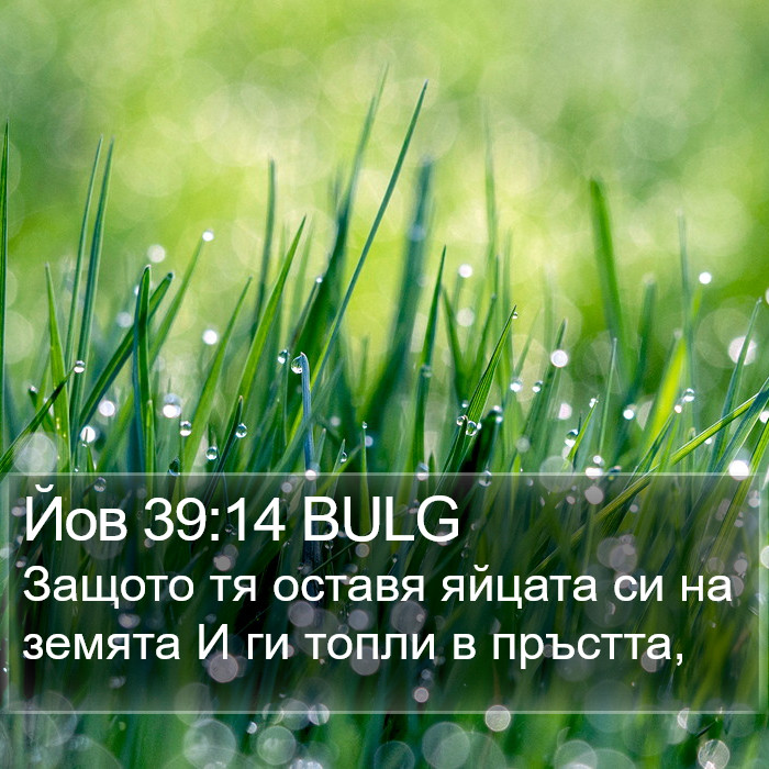 Йов 39:14 BULG Bible Study