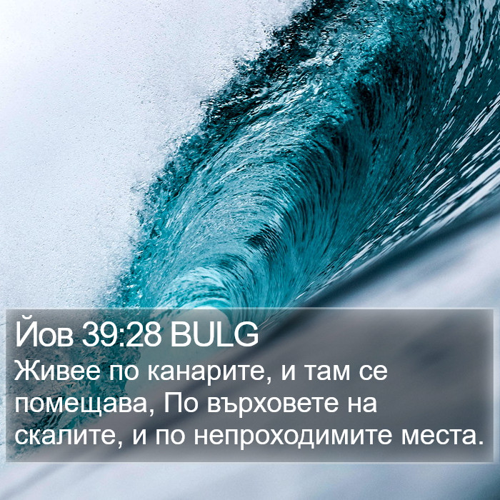 Йов 39:28 BULG Bible Study