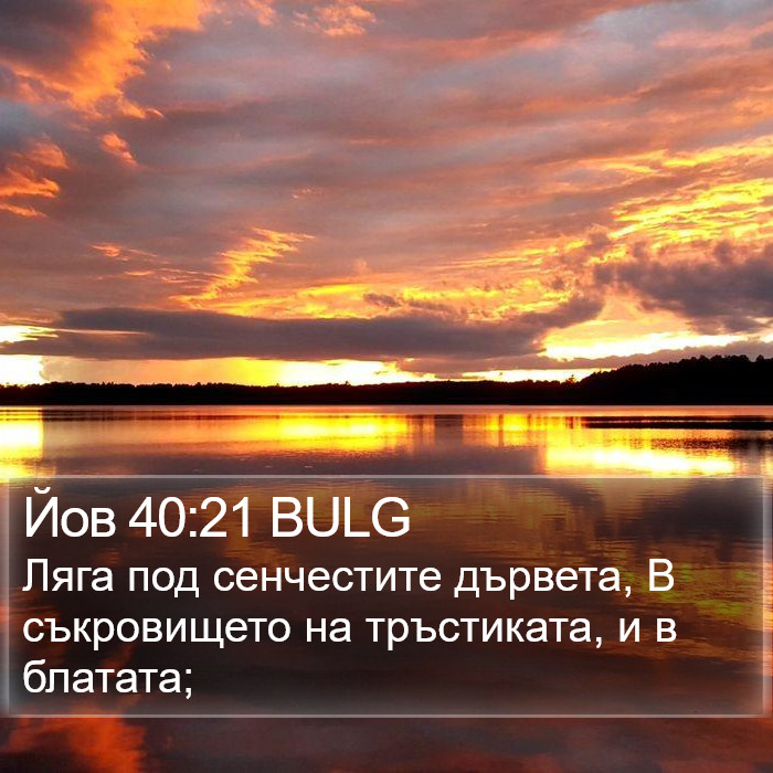 Йов 40:21 BULG Bible Study