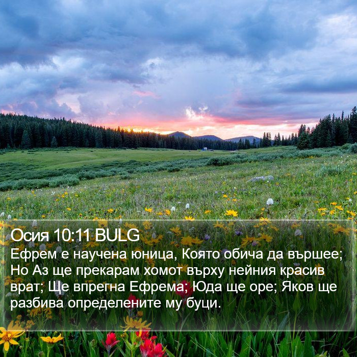 Осия 10:11 BULG Bible Study