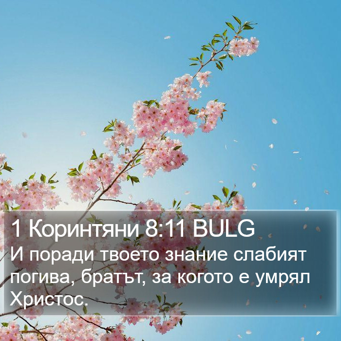 1 Коринтяни 8:11 BULG Bible Study