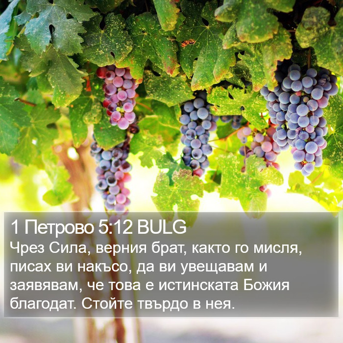 1 Петрово 5:12 BULG Bible Study